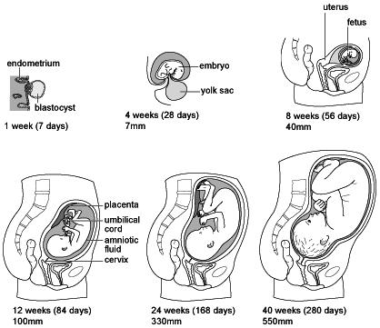Other forms of sex exist oral sex penis vagina in contact with a partner's Other forms of sex exist oral sex penis vagina in contact with a partner's